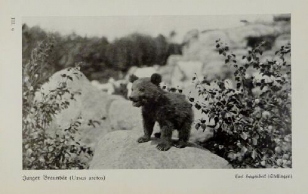 1926 - Junger Braunbär / Brauner Bär, Waschbär - alter Druck
